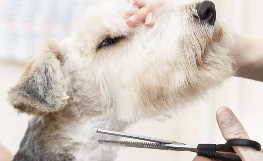 dog Brushing and hair cutting