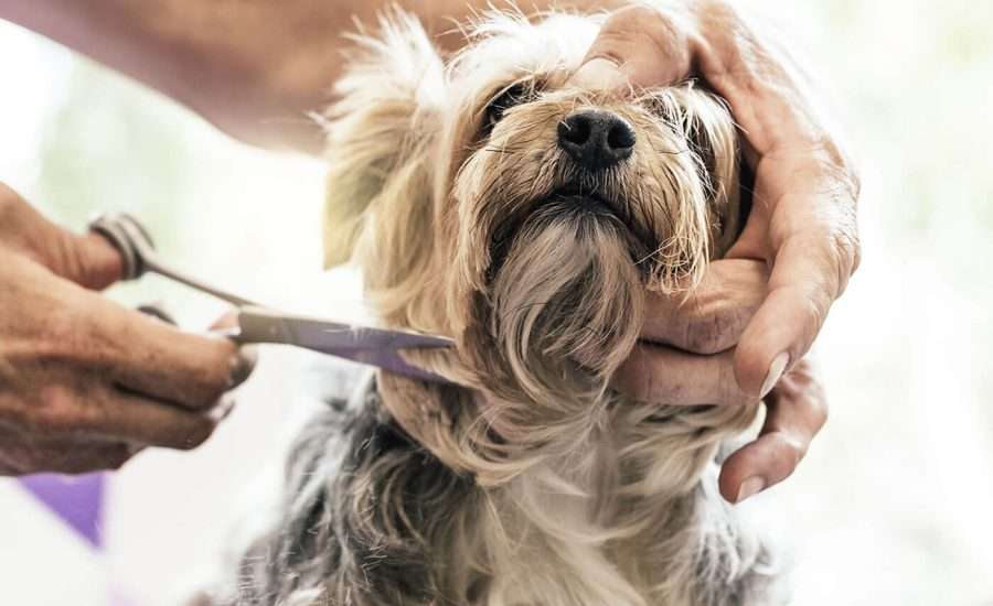 Full dog grooming services at Robin's Groomingdales Dunwoody