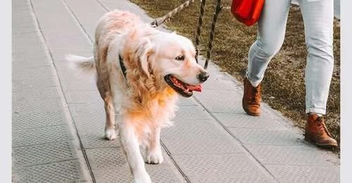 Robin's Groomingdales - Dog Grooming Salon Dunwoody