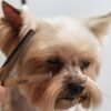 Senior Dog Grooming in Dunwoody: What Changes as Your Dog Gets Older