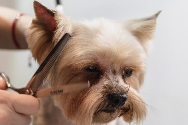 Senior Dog Grooming in Dunwoody: What Changes as Your Dog Gets Older