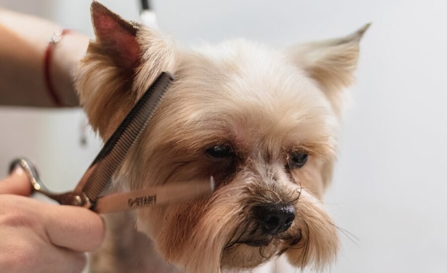 Professional dog grooming service in Dunwoody and Sandy Springs GA - experienced groomer trimming small dog with professional clippers