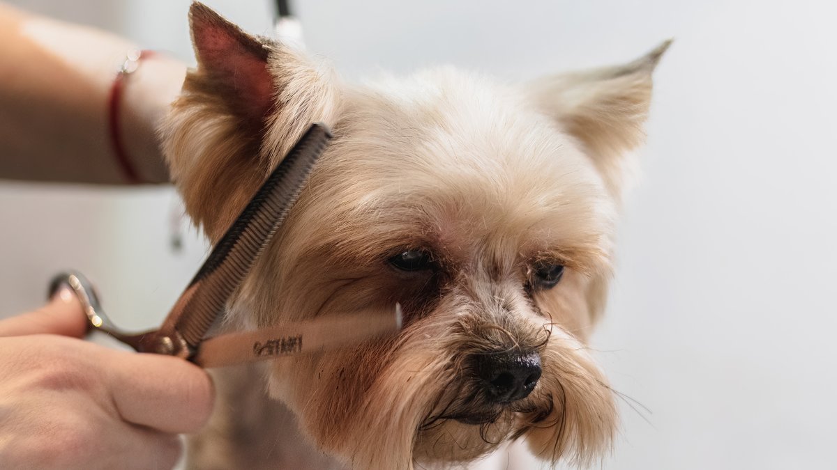 Professional dog grooming service in Dunwoody and Sandy Springs GA - experienced groomer trimming small dog with professional clippers