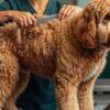 Dog Mat Prevention in Dunwoody: How to Keep Your Dog's Coat Tangle-Free