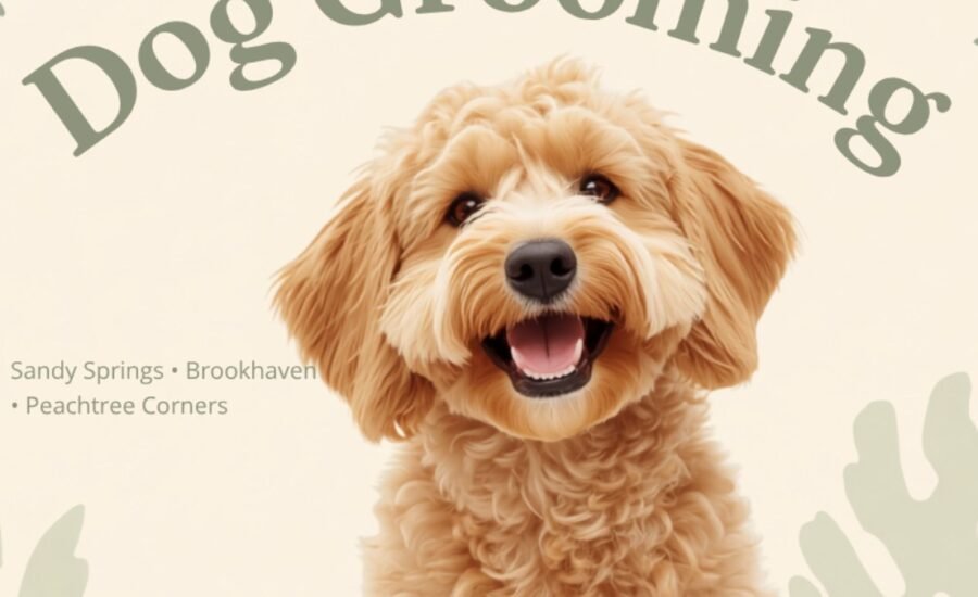 Freshly groomed golden doodle representing dog grooming services near Sandy Springs, Brookhaven and Peachtree Corners at Robins Groomingdales