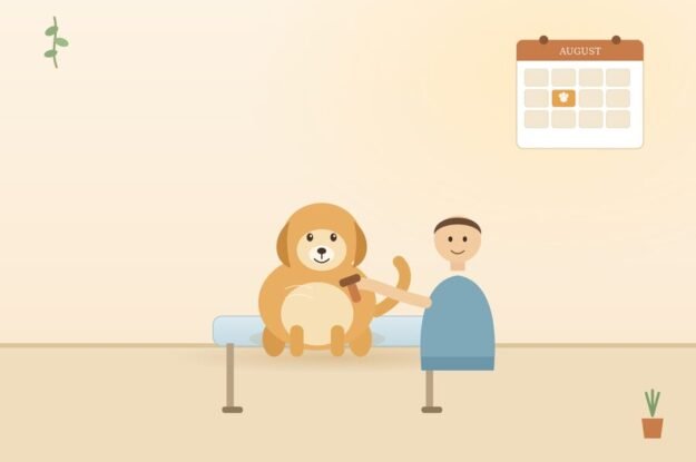 Book Your Dog’s Groom Before the August Rush Hits Dunwoody