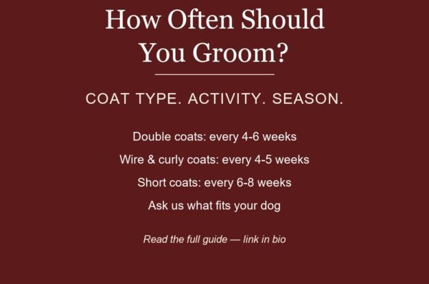 How Often Should Your Dog Get Groomed? A Coat-By-Coat Guide for Dunwoody, GA