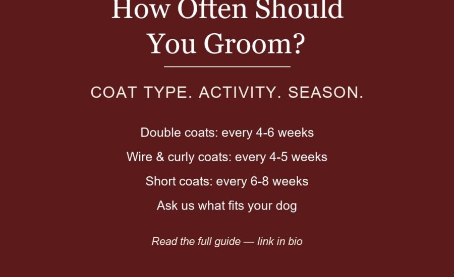 Grooming frequency guide by dog coat type at Robin's Groomingdales in Dunwoody, GA