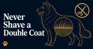 , Should You Shave Your Double-Coated Dog This Summer? The Truth About Huskies, Goldens & Shepherds