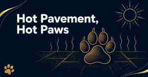 , Hot Pavement, Hot Paws: Protecting Your Dog’s Paws During Georgia Summer Walks