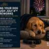 Grooming Before the Fireworks: July 4th Anxiety & Care Tips for Dunwoody Dogs
