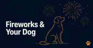 , Grooming Before the Fireworks: July 4th Anxiety & Care Tips for Dunwoody Dogs
