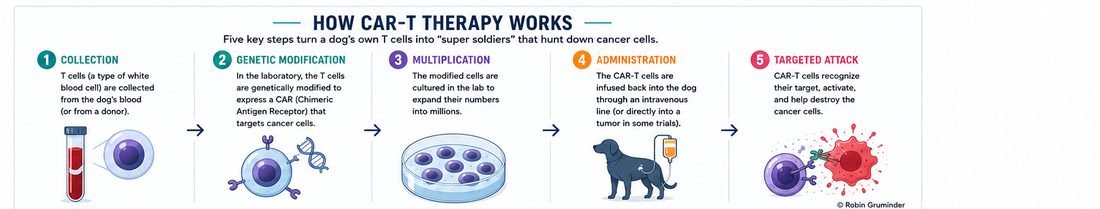Infographic showing the five steps of CAR-T therapy: collection, genetic modification, multiplication, administration, targeted attack