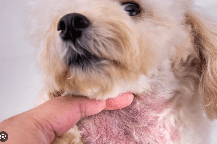 Close-up of a dog’s irritated, flaky red skin under the fur, a common sign of insufficient omega-3 in the diet