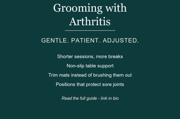 Grooming Senior Dogs with Arthritis: A Gentler Approach for Dunwoody Pups