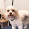 Summer Grooming Season Is Here: What a Groom at Robin's Groomingdales Looks Like