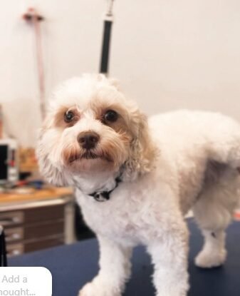 Summer Grooming Season Is Here: What a Groom at Robin’s Groomingdales Looks Like
