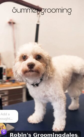 Curly-coated dog freshly groomed on the table at Robin's Groomingdales during a summer grooming appointment in Dunwoody GA