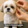 What Your Groomer Notices That You Might Miss