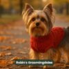Yorkie Sweater Season: How to Prevent Coat Tangles